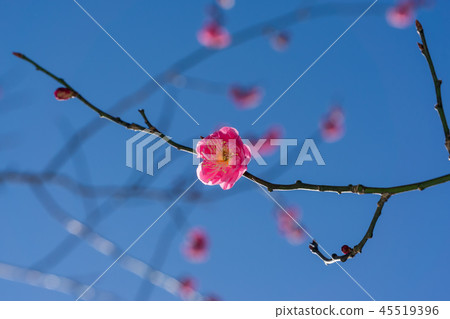 Early spring plum Early spring plum 45519396
