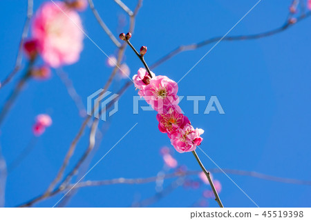 早春梅花 早春梅花 45519398