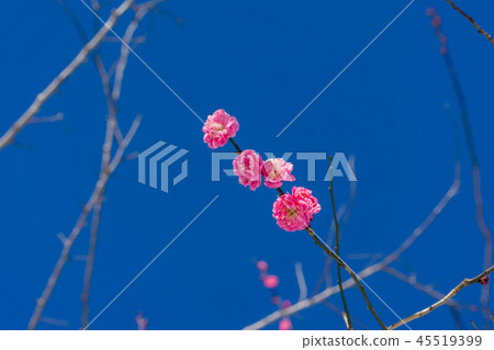 早春梅花 早春梅花 45519399