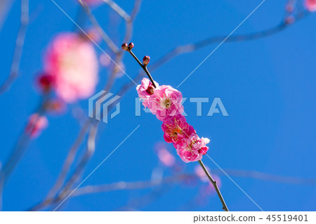 早春梅花 45519401