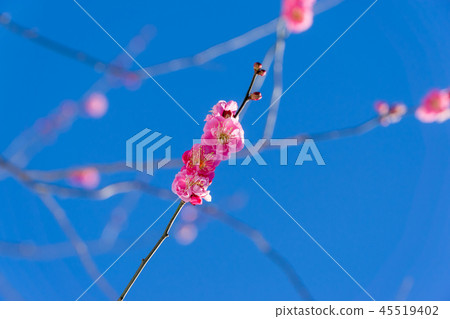 早春梅花 早春梅花 45519402