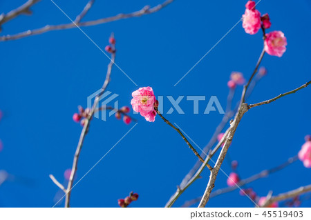 早春梅花 早春梅花 45519403