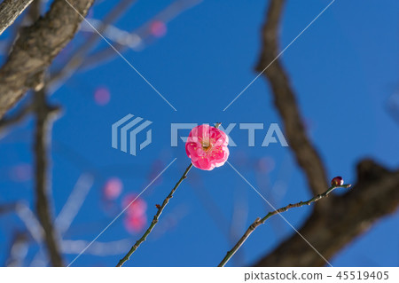早春梅花 早春梅花 45519405
