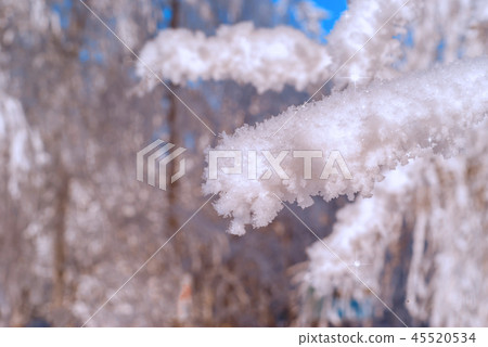 snowy branches close-up 45520534