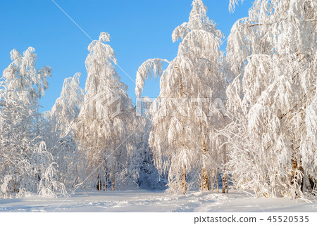 beautiful winter landscape 45520535