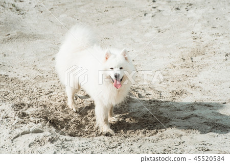 white samoed dog. sand on a background white samoed dog. sand on a background 45520584