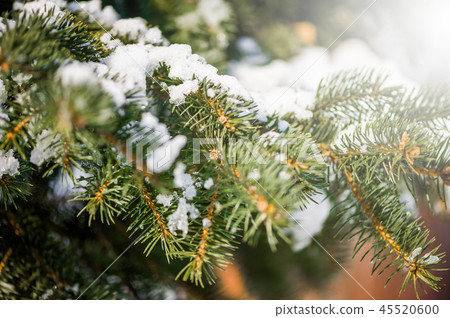 blur winter background with snow on eve branches 45520600