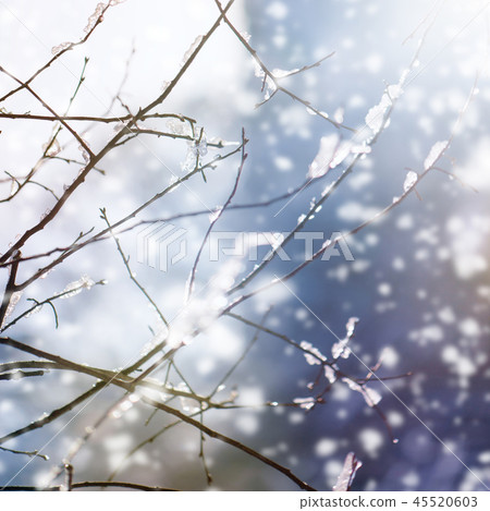 blur winter background with snow on branches 45520603