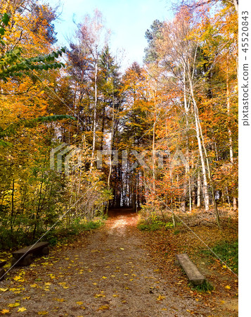 Autumn morning. Red and golden trees in the forest, Poland Autumn morning. Red and golden trees in the forest, Poland 45520843