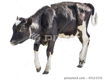 cow farm  animal 45521535