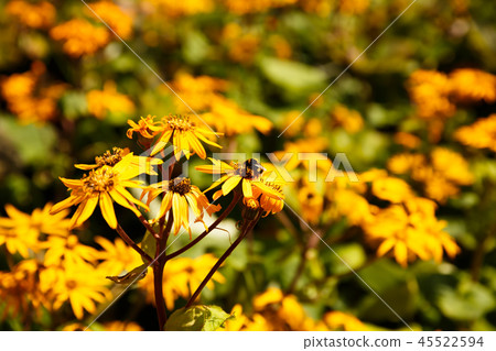 Bumblebee on yellow flower Bumblebee on yellow flower 45522594