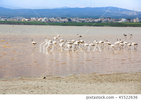 Flamingos in Cyprus 45522636