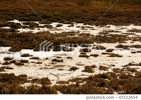 Swamp Swamp 45522654