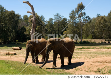 Elephants Elephants 45522717