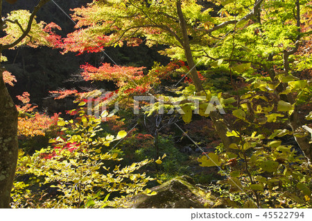 Shosenkyo in autumn Shosenkyo in autumn 45522794