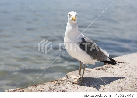 Larus seagull standing at the seaside, clear look Larus seagull standing at the seaside, clear look 45523448