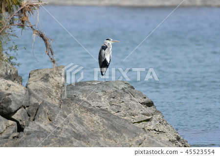 Heron, heron, rocky place, sunny, river, one foot Heron, heron, rocky place, sunny, river, one foot 45523554