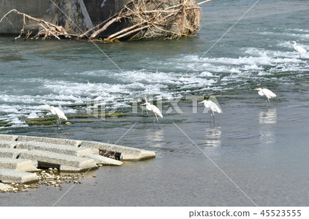 Heron / White Heron / Collective / Fishing Ground / Meal / Sabo Dam 45523555