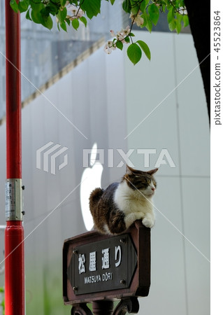 銀座4丁目貓 銀座4丁目貓 45523864