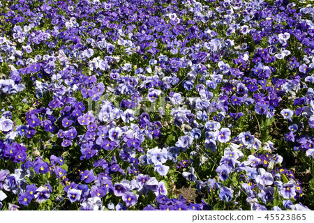 Pansies Pansies 45523865