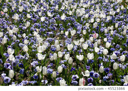 Pansies & Tulips Pansies & Tulips 45523866