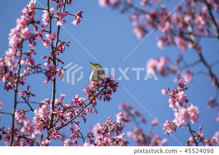 Sakura and mezzo 45524098
