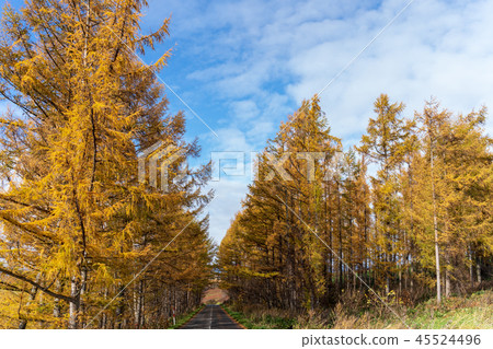 Autumn leaves larch forest Mikasa 45524496