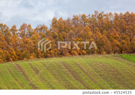 Autumn leaves larch forest Mikasa Autumn leaves larch forest Mikasa 45524535
