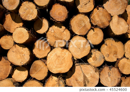 Pine Logs Pine Logs 45524600