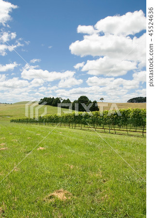 Vineyard Scene Vineyard Scene 45524636