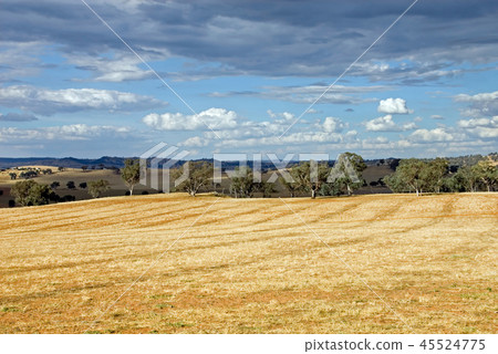 Rural Scene Rural Scene 45524775