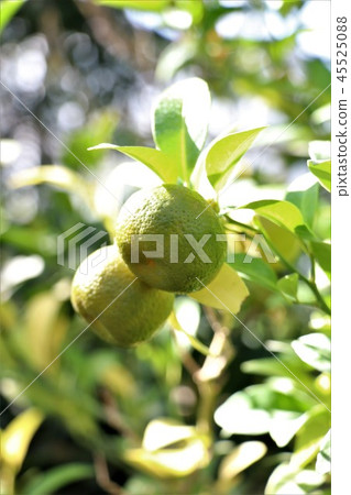Shikuwasa fruit Shikuwasa fruit 45525088