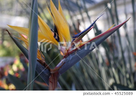 Stretia Gokrakchouka 45525089