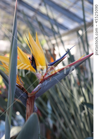 Stretia Gokrakchouka 45525090