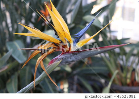 Stretia Gokrakchouka 45525091