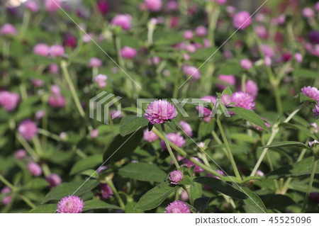 Sennichiko Sennichiko 45525096