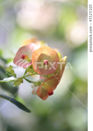 Chinese hat (holm chordia) 45525105