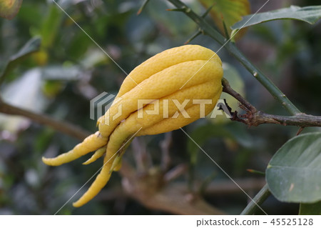 Buddha hand, fruit of bush can Buddha hand, fruit of bush can 45525128