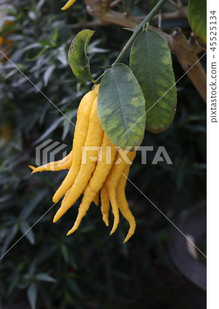Buddha hand, fruit of bush can Buddha hand, fruit of bush can 45525134
