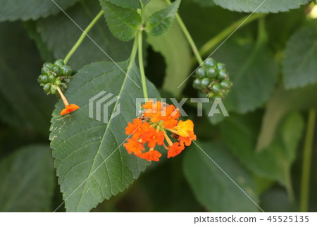 七種花 - 馬纓丹 45525135