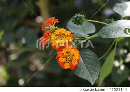 七種花 - 馬纓丹 七種花 - 馬纓丹 45525144