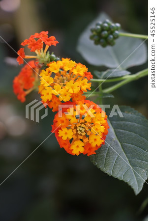 Seven varieties of flowers-Lantana Seven varieties of flowers-Lantana 45525146
