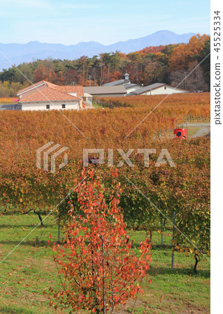 釀酒廠葡萄園秋天 釀酒廠葡萄園秋天 45525334