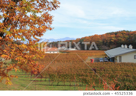 釀酒廠葡萄園秋天 45525336