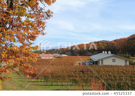 釀酒廠葡萄園秋天 釀酒廠葡萄園秋天 45525337