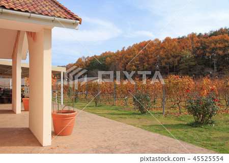 釀酒廠葡萄園秋天 45525554