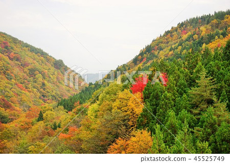 If you take the Nanchang tunnel, the famous spot of autumn leaves If you take the Nanchang tunnel, the famous spot of autumn leaves 45525749