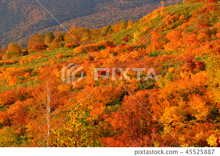 Autumn leaves of Hachimantaira Autumn leaves of Hachimantaira 45525887