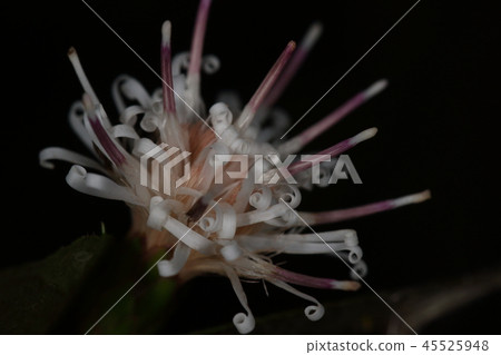 天然植物Koyaboki,屬於菊科(Asteraceae)的珍稀樹木植物。當你看到鮮花和水果時,它看起來像“我看......” 天然植物Koyaboki,屬於菊科(Asteraceae)的珍稀樹木植物。當你看到鮮花和水果時,它看起來像“我看......” 45525948