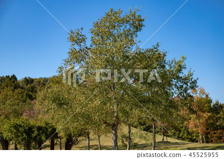香川縣,Manno公園的樹木 香川縣,Manno公園的樹木 45525955